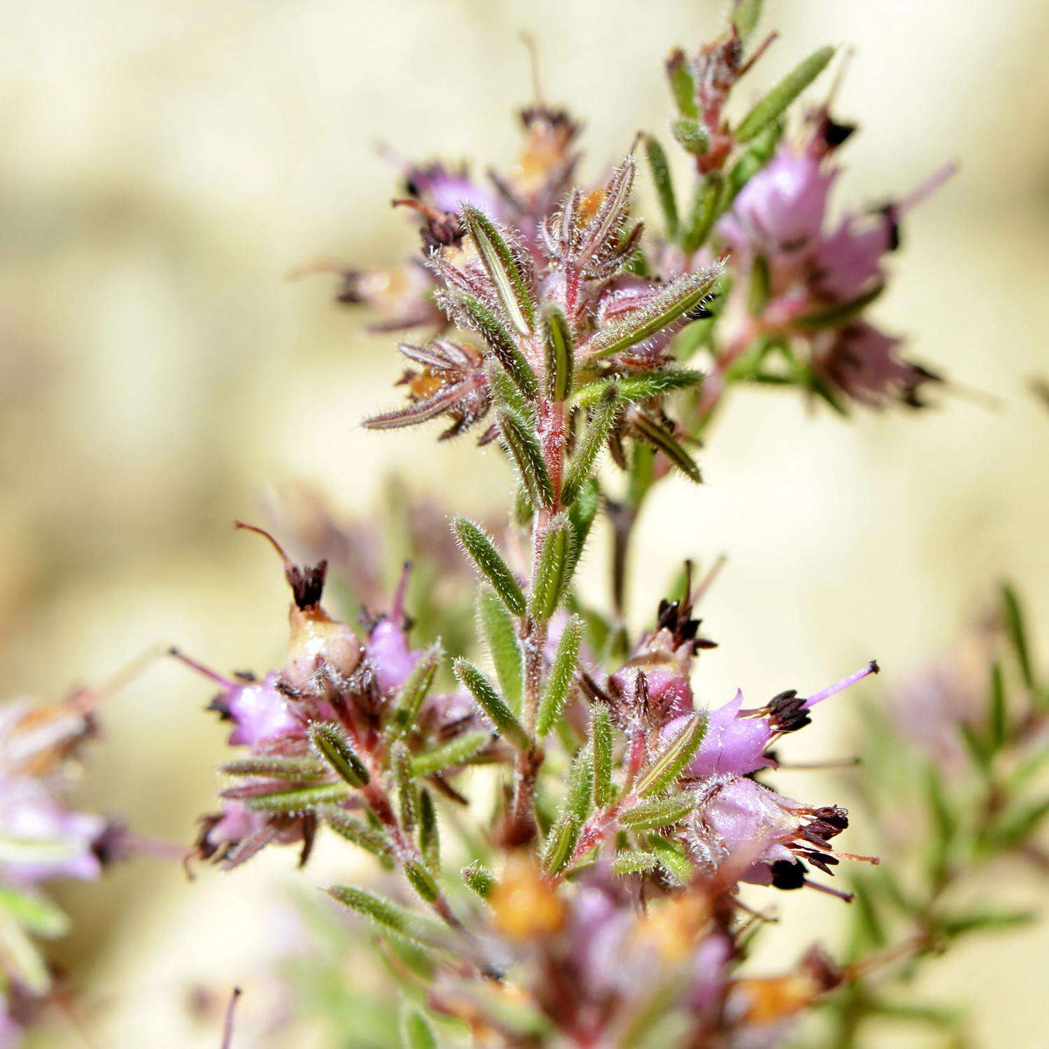 Image of Erica filiformis var. filiformis