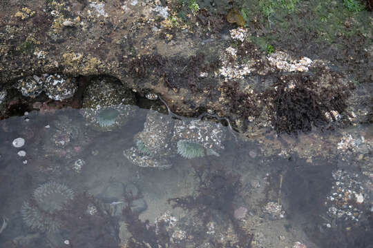 Image of giant green anemone