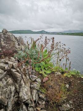 Image of forked wormwood