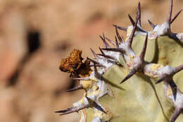 Image of Euphorbia virosa subsp. virosa