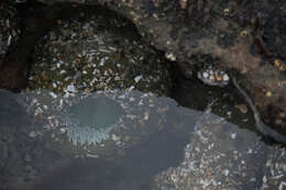 Image of giant green anemone