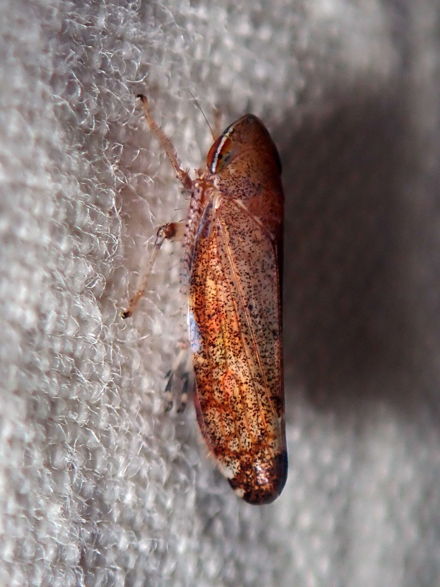 Image of Privet Leafhopper