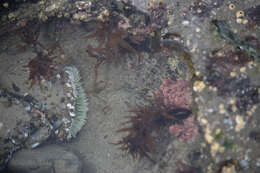 Image of giant green anemone