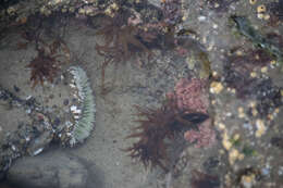 Image of giant green anemone