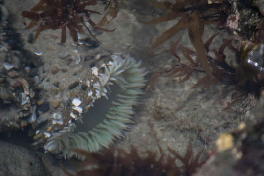 Image of giant green anemone