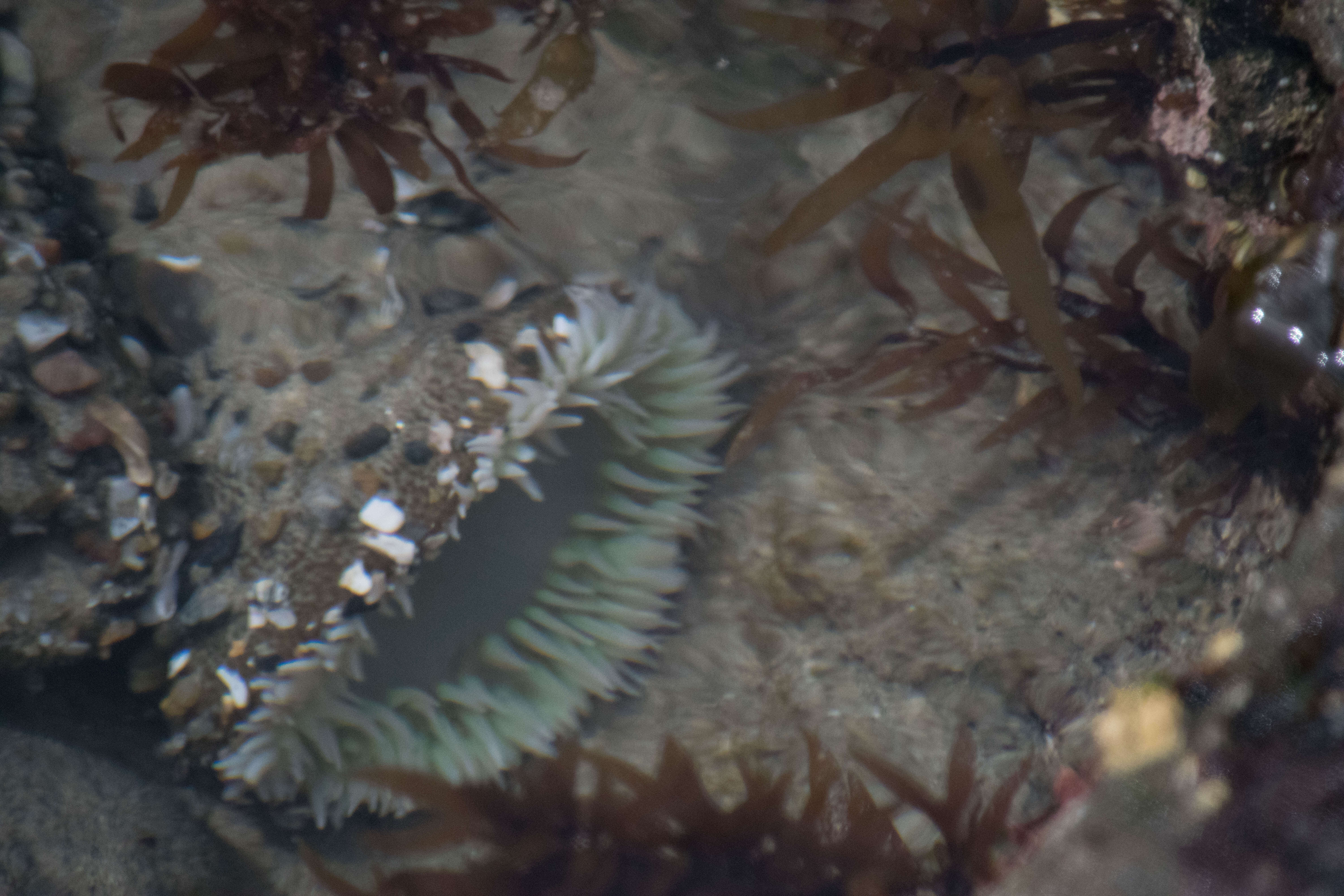 Image of giant green anemone