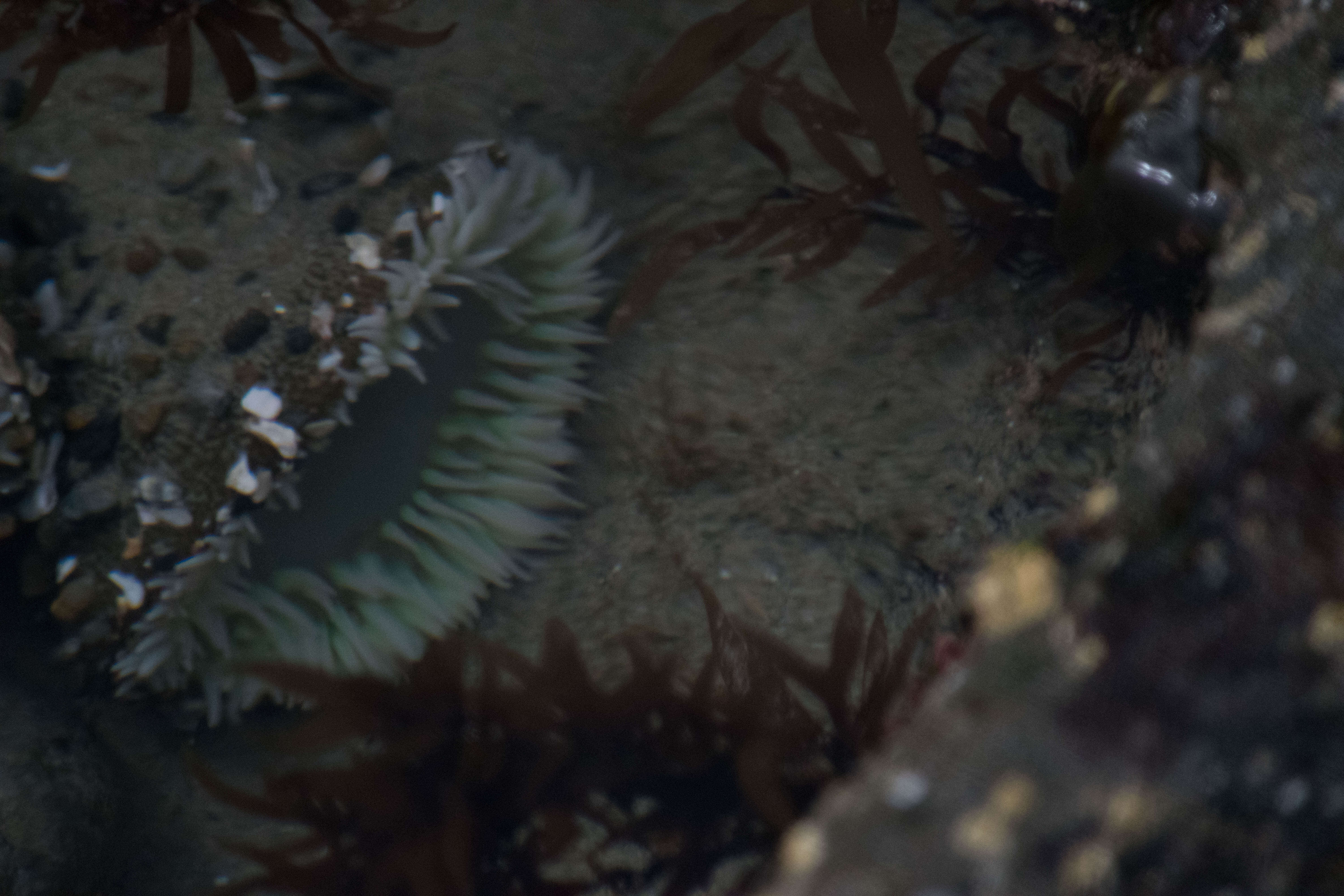 Image of giant green anemone