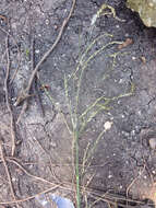 Image of giant cutgrass