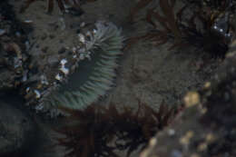 Image of giant green anemone