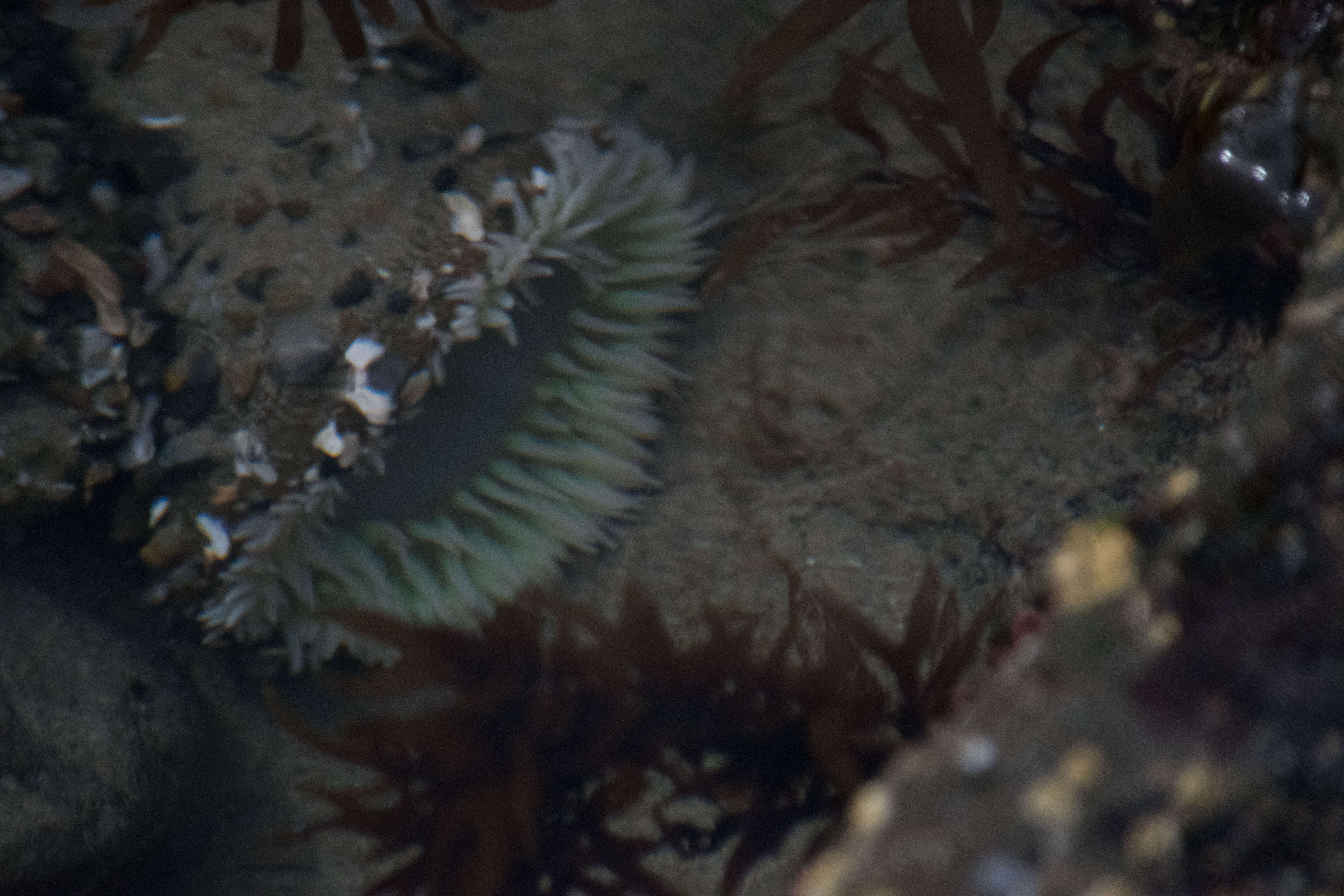 Image of giant green anemone