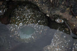 Image of giant green anemone