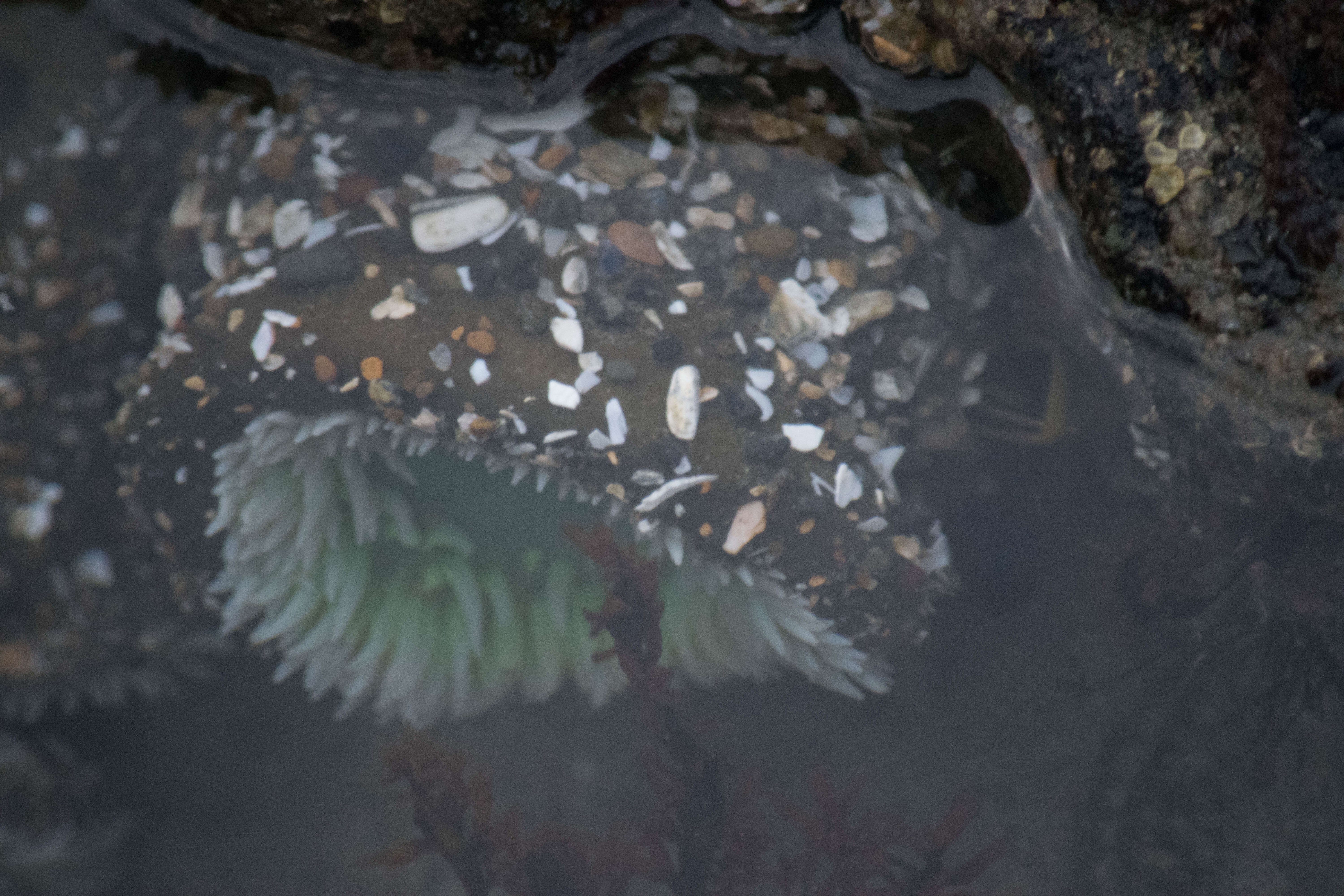 Image of giant green anemone