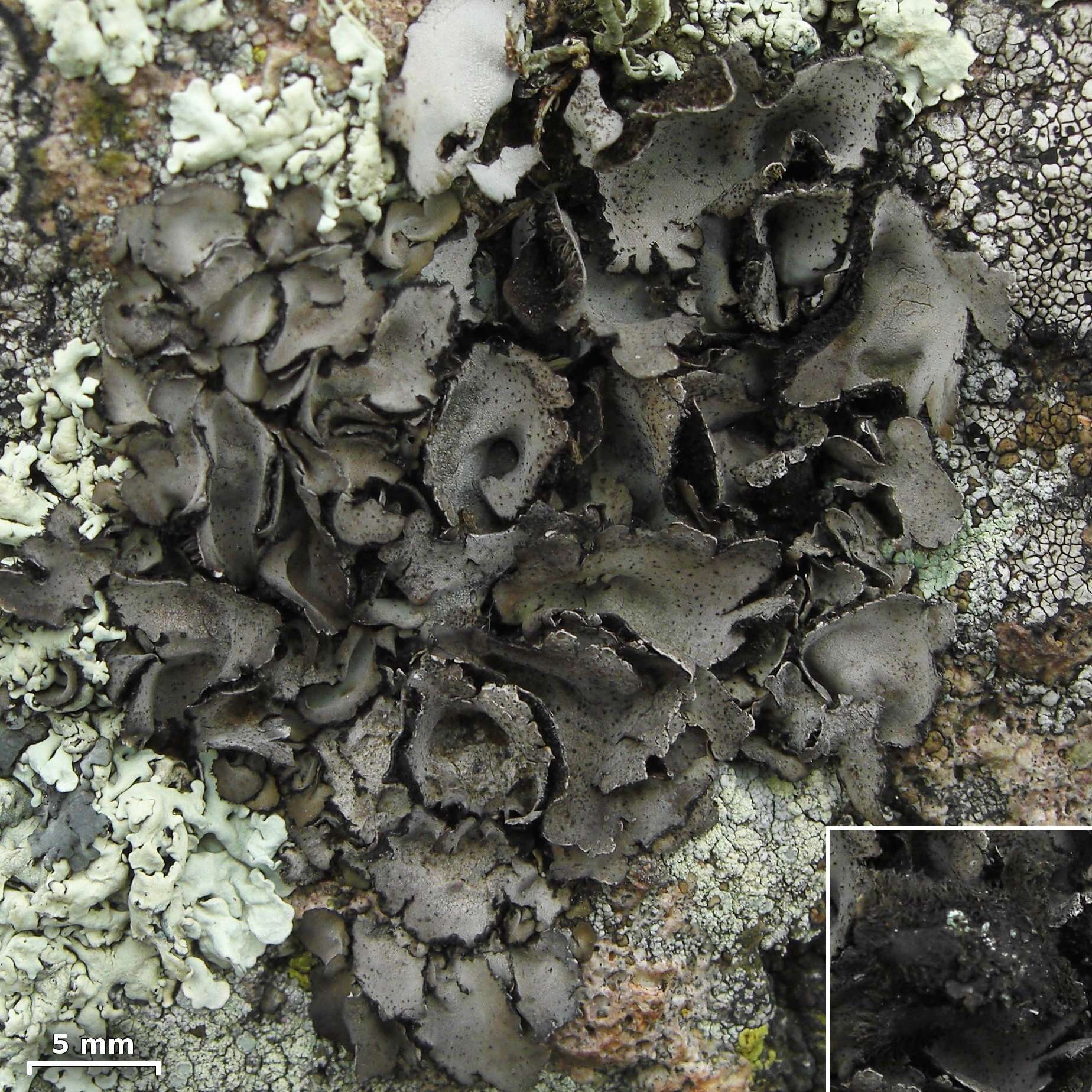 Image of navel lichen