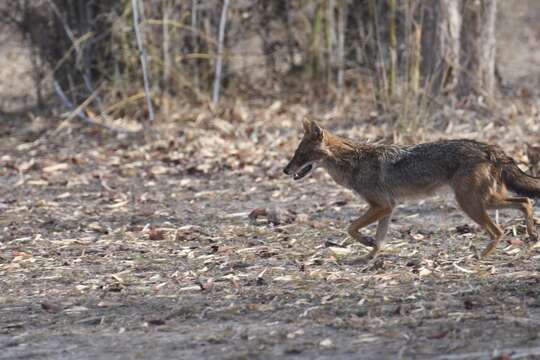 Image of Indian jackal