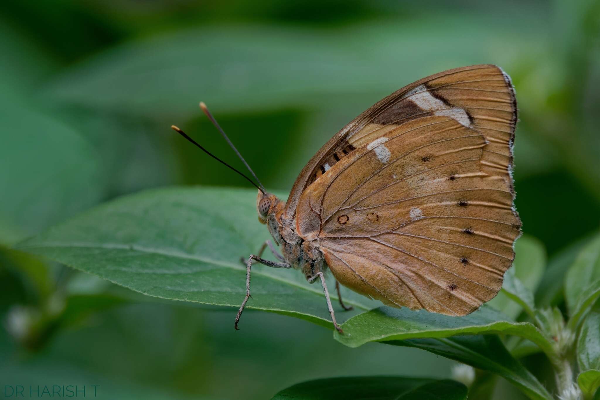 Image of Euthalia nais