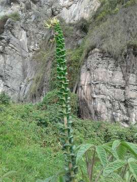 Image of Cleome anomala Kunth