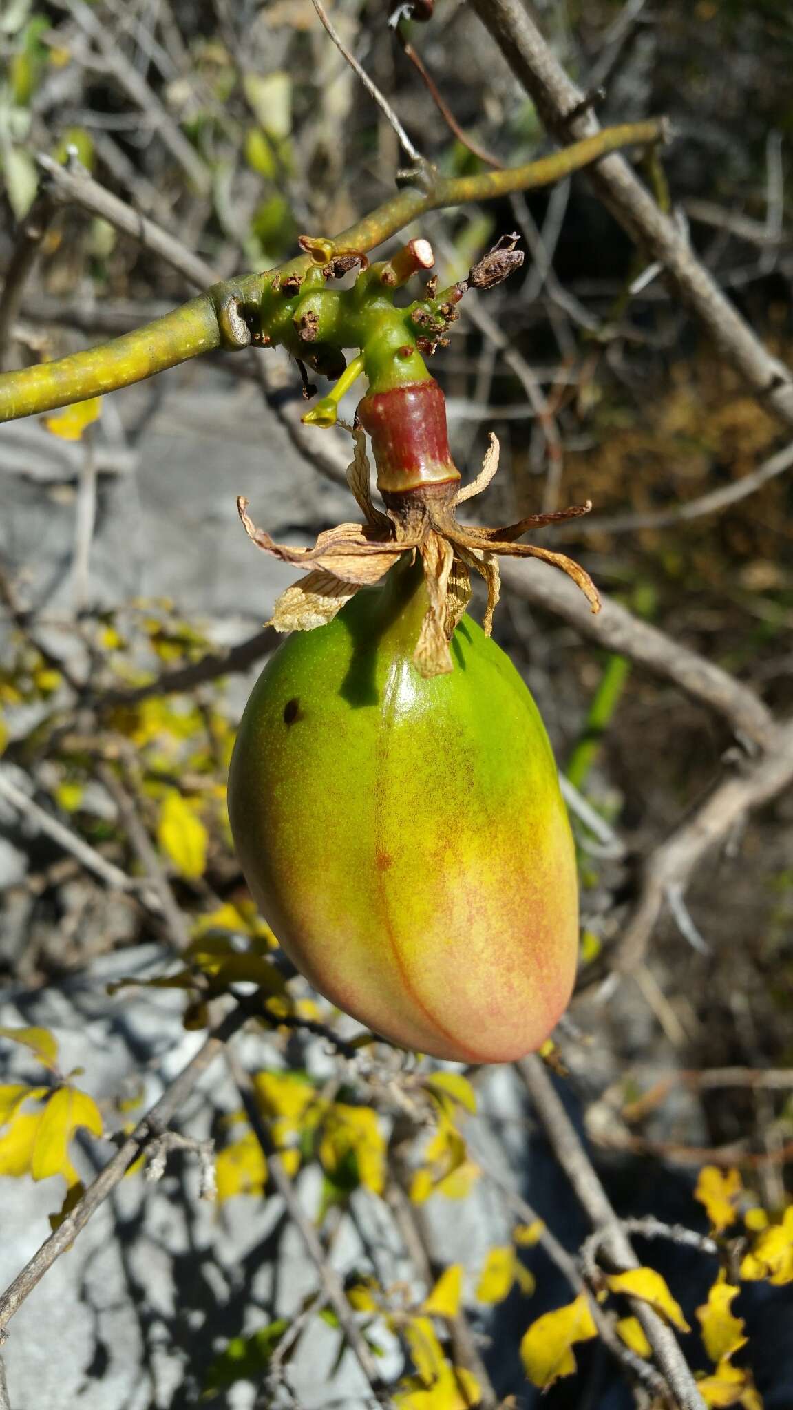 Sivun Adenia densiflora Harms kuva