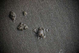 Image of mole crabs