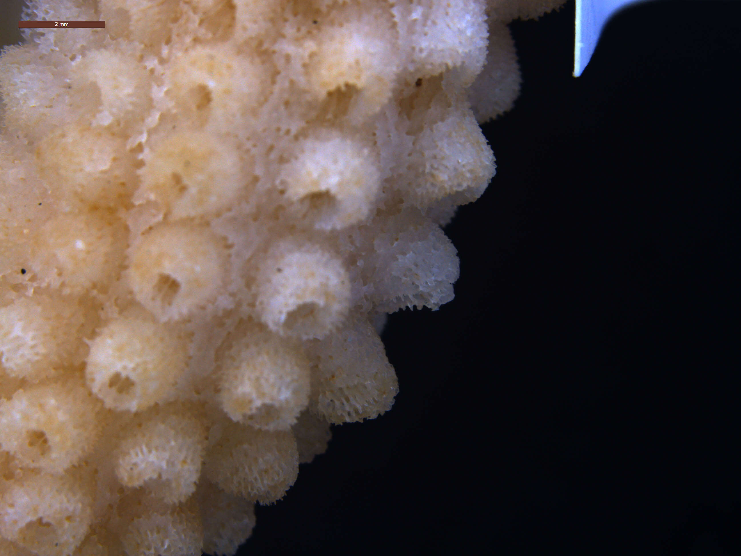 Image of Finger Coral