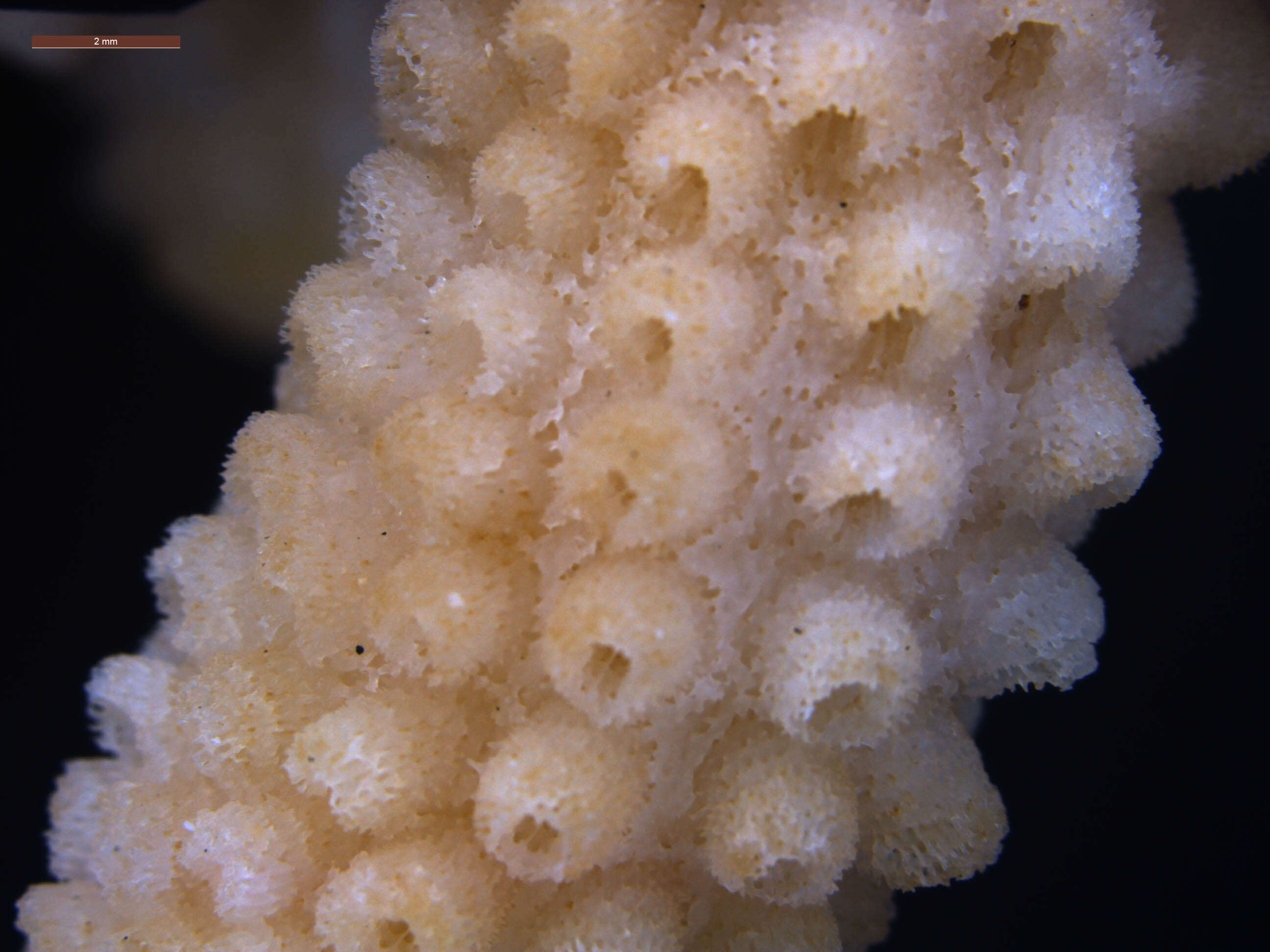 Image of Finger Coral