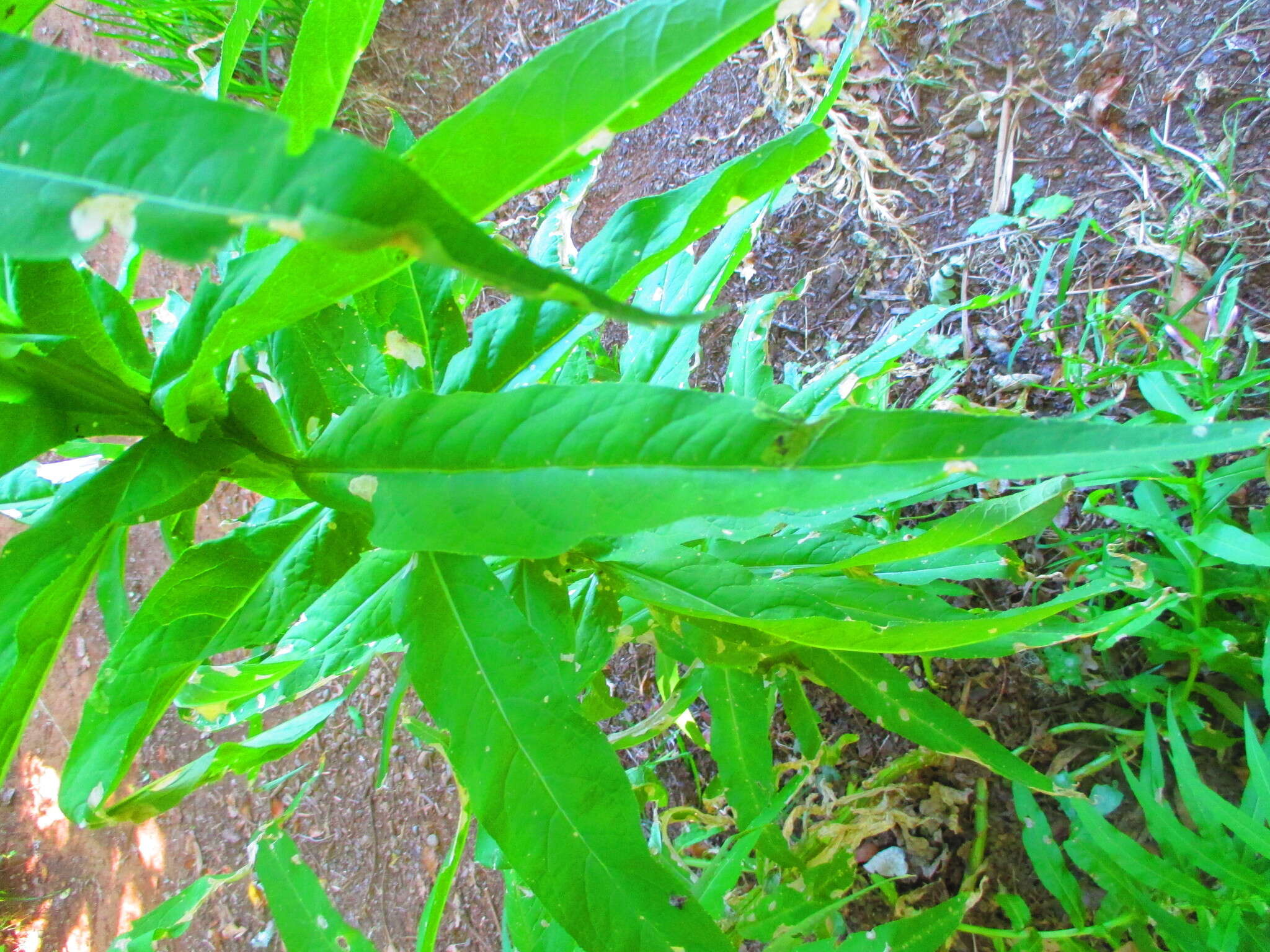 Imagem de Lobelia bridgesii Hook. & Arn.