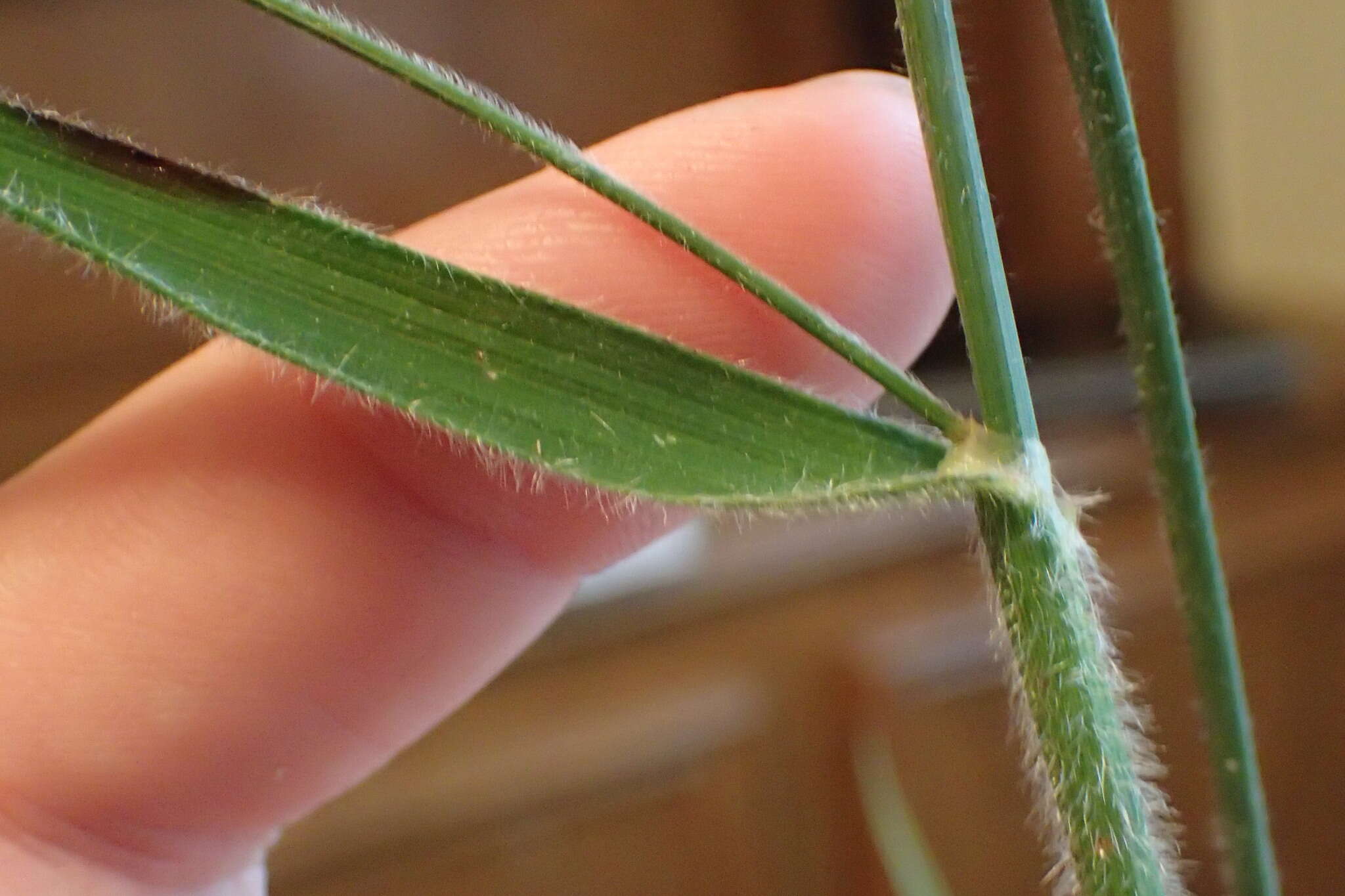 Image of Bush's umbrella-sedge