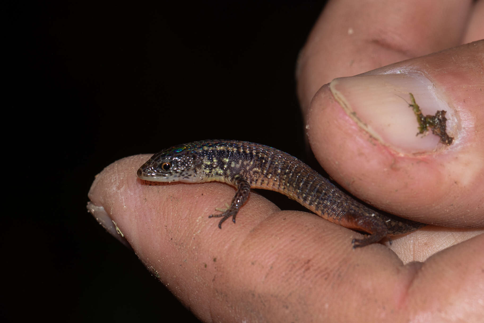 Image of Taylor's Largescale Lizard