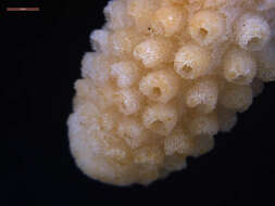 Image of Finger Coral