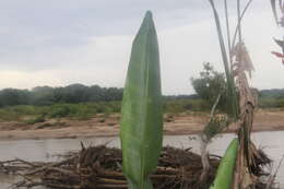 Image of Heliconia marginata (Griggs) Pittier