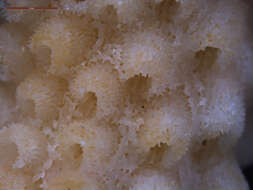 Image of Finger Coral