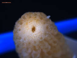 Image of Finger Coral