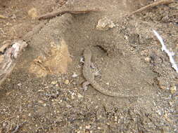 Image of Darwin's Marked Gecko