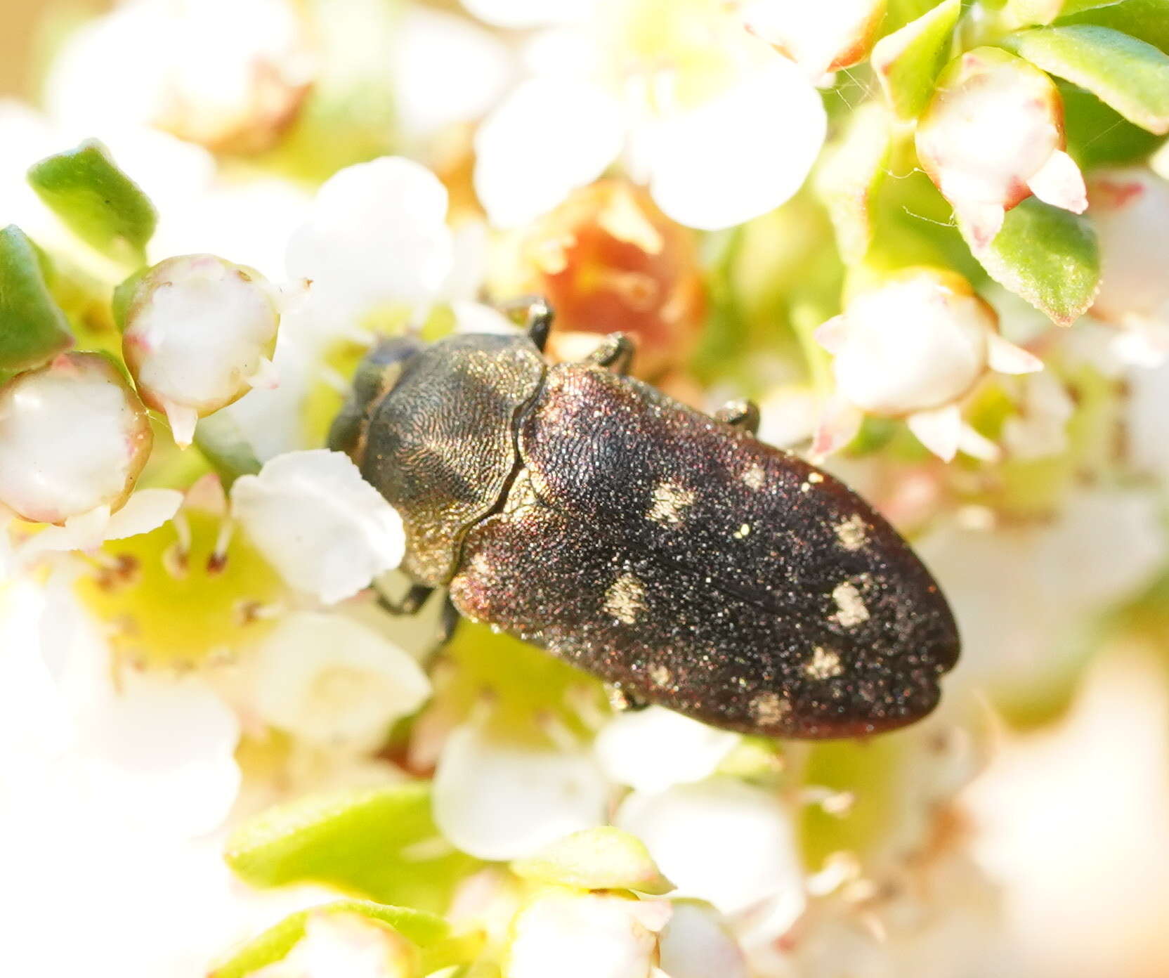 Sivun Pachycisseis bicolor (Gory & Laporte 1839) kuva