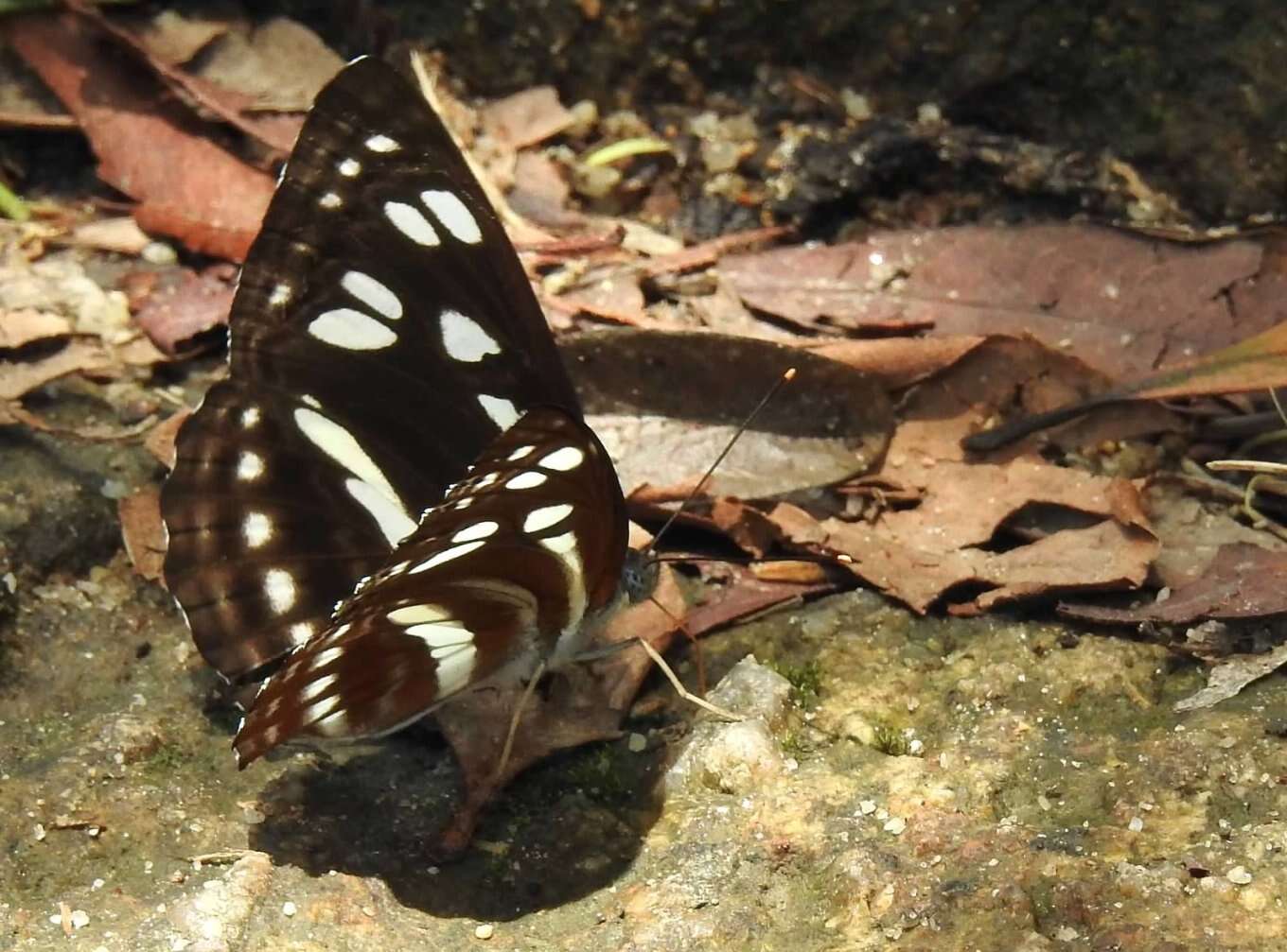 Phaedyma columella Cramer 1782 resmi