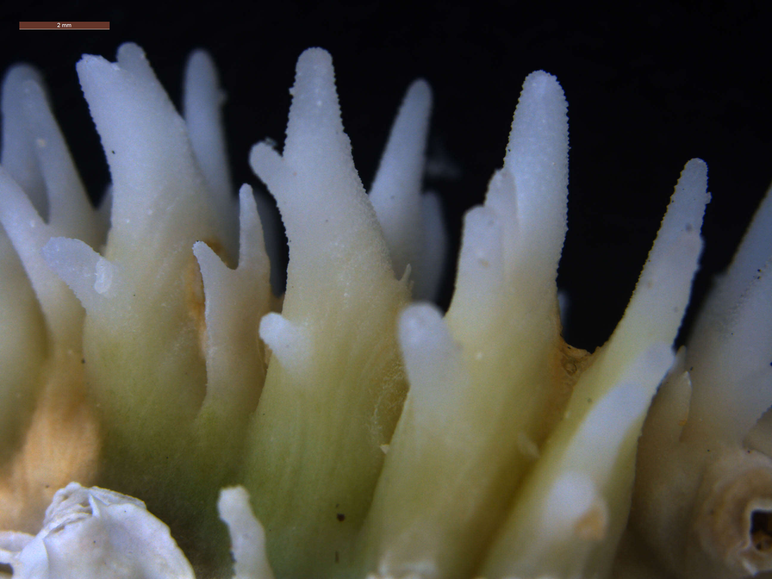 Image of brain coral