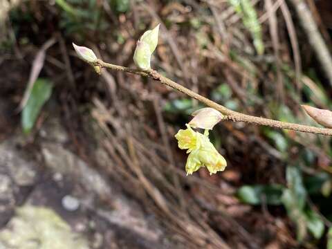 Image of winter hazel