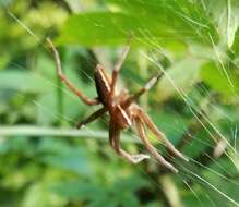 Plancia ëd Dolomedes striatus Giebel 1869