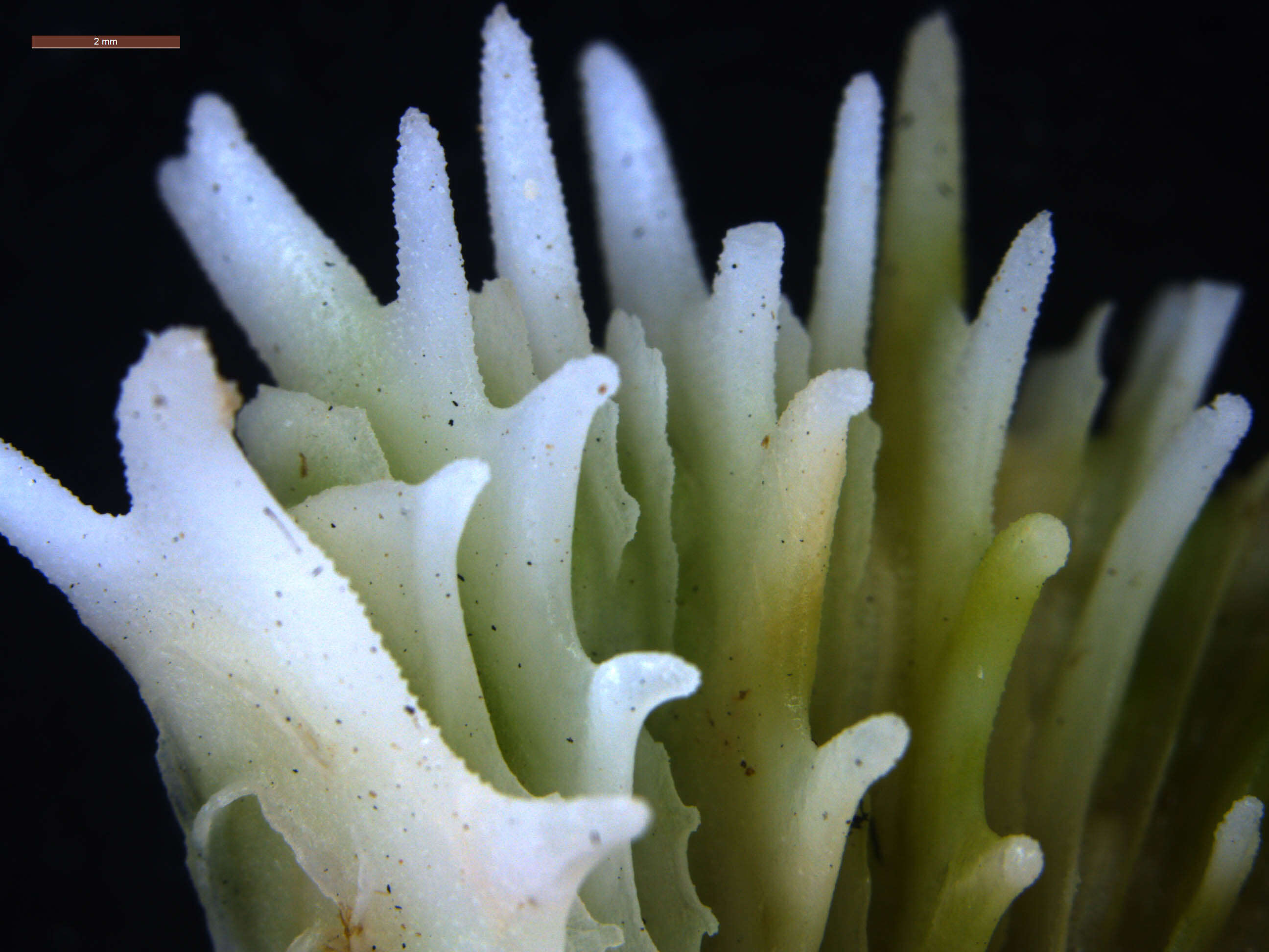 Image of brain coral