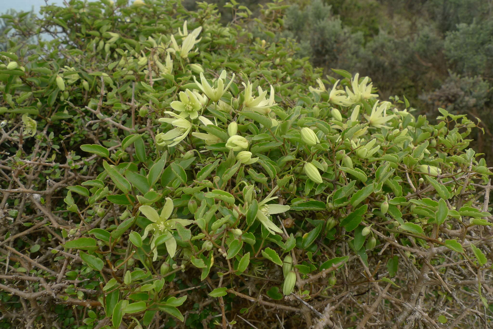 صورة Clematis forsteri J. F. Gmel.