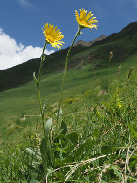 Image of Doronicum oblongifolium A. DC.