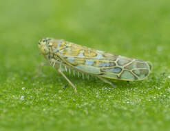 Image of Ligurian Leafhopper