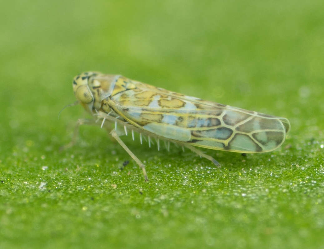 Image of Ligurian Leafhopper