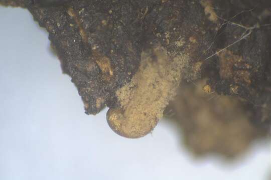 Image of Calomyxa metallica