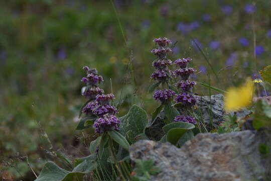 صورة Phlomoides oreophila (Kar. & Kir.) Adylov, Kamelin & Makhm.