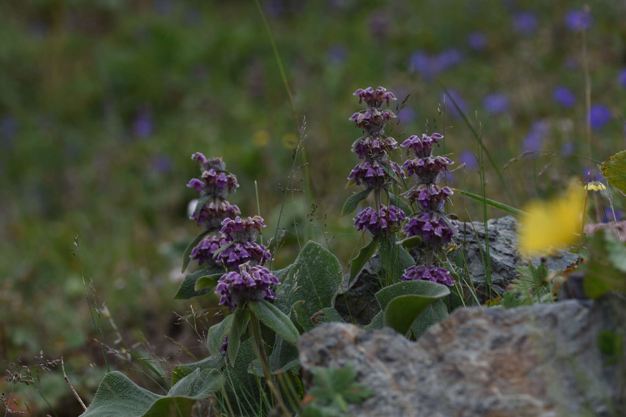 صورة Phlomoides oreophila (Kar. & Kir.) Adylov, Kamelin & Makhm.