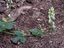 Imagem de Aconitum longecassidatum Nakai