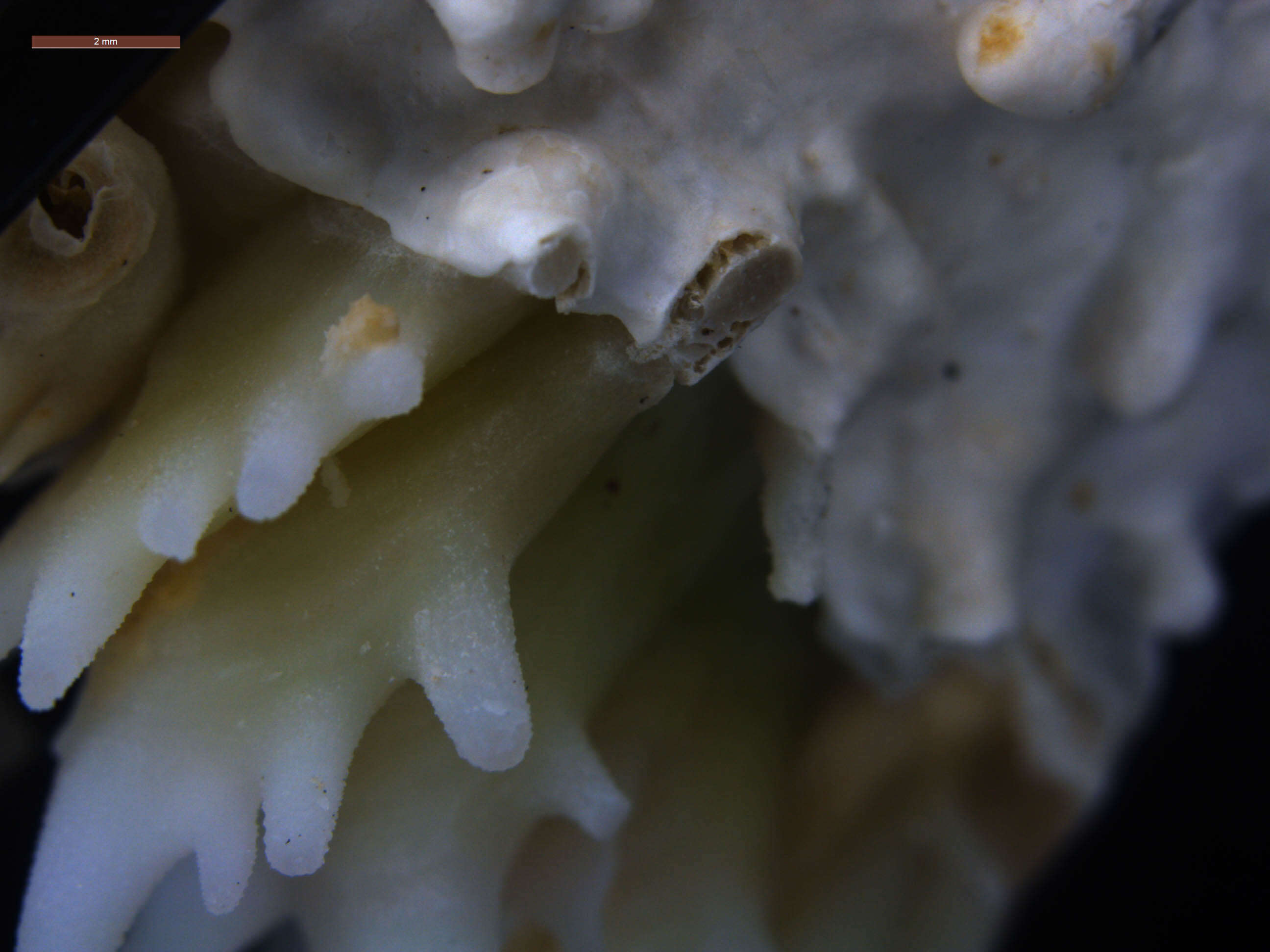 Image of brain coral