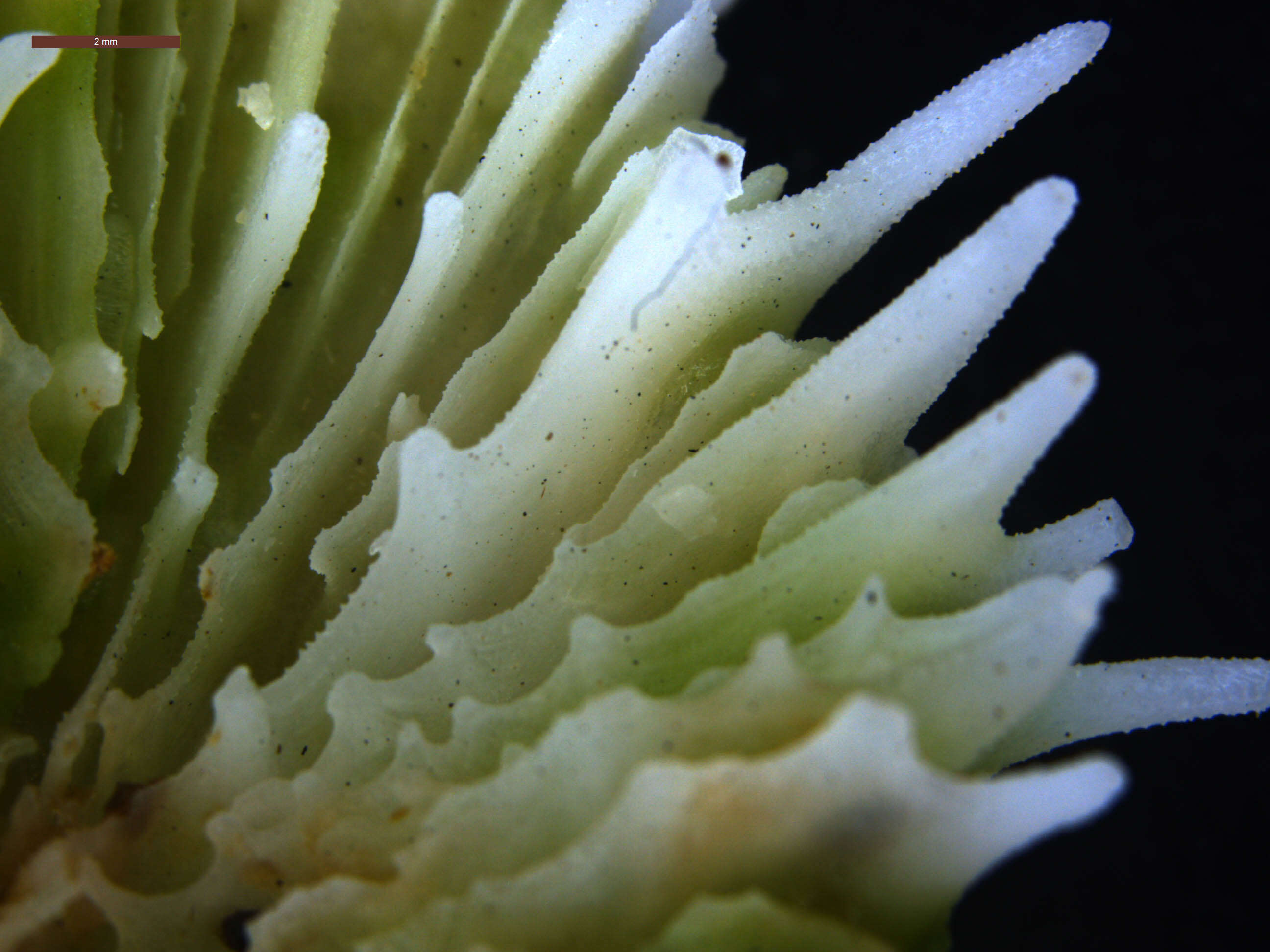 Image of brain coral