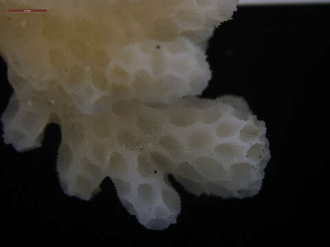 Image of Cauliflower Coral