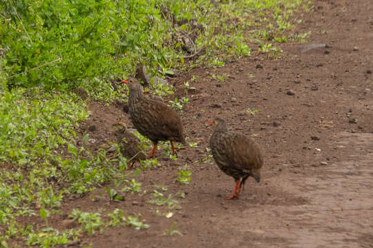 Image of Scaly Francolin